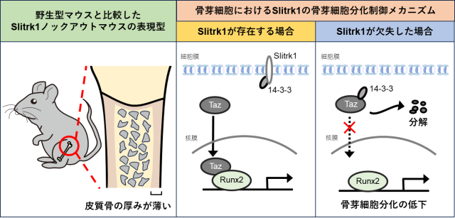 20250214_PressRelease_image.png