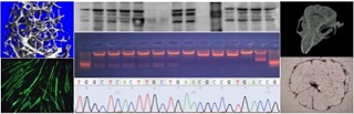 box_molecular_information.jpg