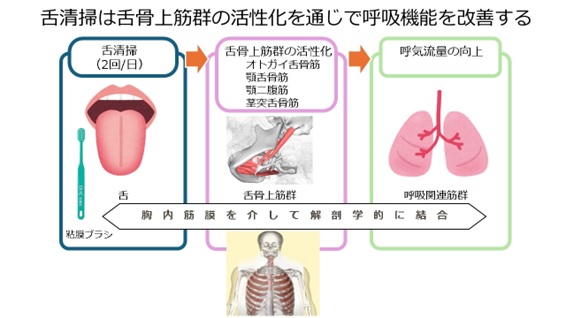 舌清掃(1日2回)が舌骨上筋群を活性化し、口腔内筋機能と連動して呼吸関連筋群を介し呼吸機能を改善するメカニズムを示した図。