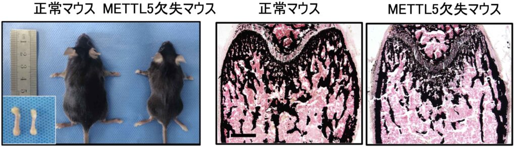 今回の論文で使用された図