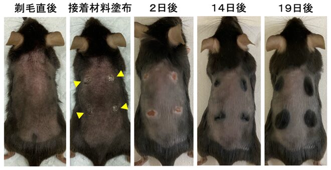 今回の論文で使用された図
